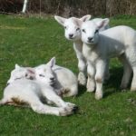 New born lambs
